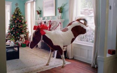 I would like a Pony for Christmas!