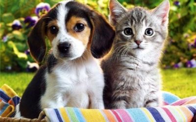 Cat person or Dog person?  Does it matter?